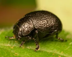 Intricate Leaf Beetle thumbnail 1
