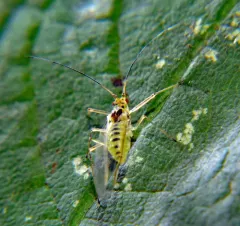 Sycamore Aphid thumbnail 1