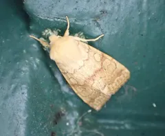 Shield-backed Cutworm Moth thumbnail 3