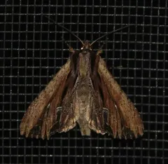Verbascoides Apamea Moth thumbnail 2