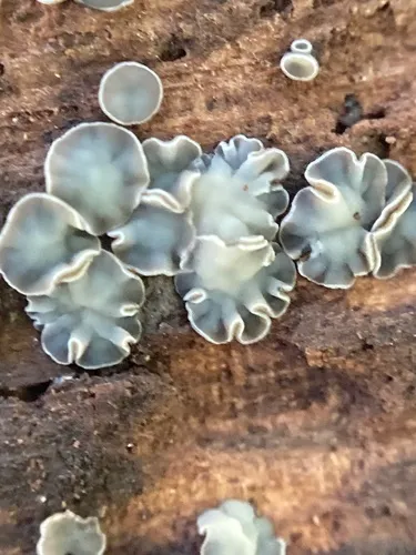 Phialocephala aylmerensis