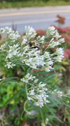 Torrey's eupatorium