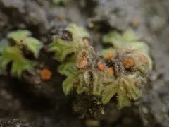 Neottiella ricciae thumbnail 4
