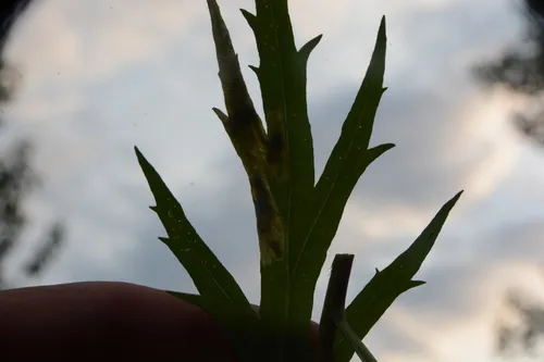 Pegomya indicta