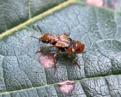 Oxyporus lateralis thumbnail 4