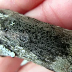 Tiny Many-spored Buttons thumbnail 2