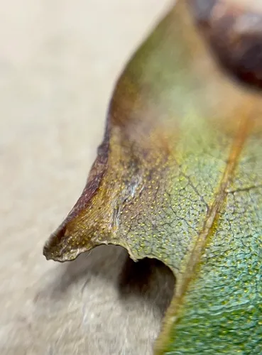 Caloptilia flavella