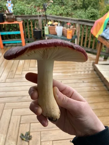 Russula viscida