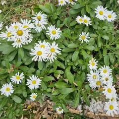Nippon daisy thumbnail 1