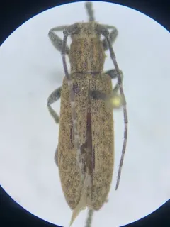 Ataxia hubbardi thumbnail 3