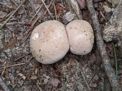Cortinarius brevissimus