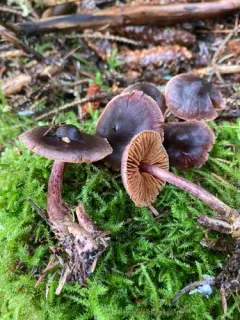 Cortinarius anthracinus thumbnail 3