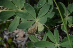 Pegomya tinctisquama thumbnail 2
