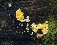 Dacrymyces corticioides thumbnail 3