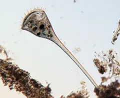 Stentor igneus thumbnail 2