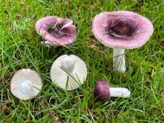 Russula pseudotsugarum thumbnail 3
