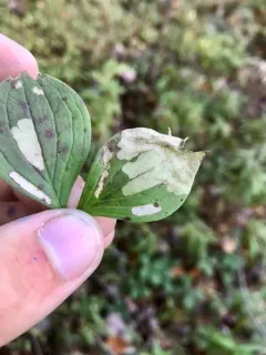 Coleophora canadensisella thumbnail 2