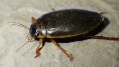 Colymbetes exaratus thumbnail 2