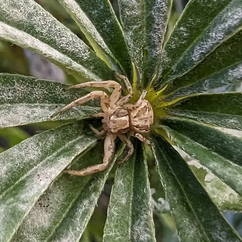 Common Crab Spider