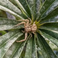 Common Crab Spider thumbnail 1