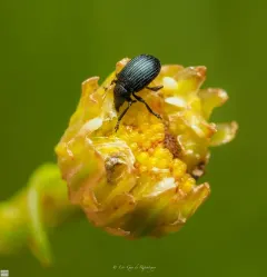 Omphalapion hookerorum thumbnail 4