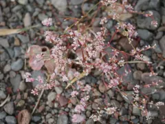 Bailey's Buckwheat thumbnail 4