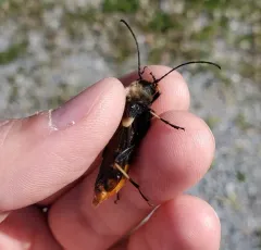 Lion Beetle thumbnail 2