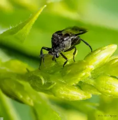 Ripiphorus fasciatus thumbnail 4