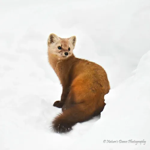 American Marten