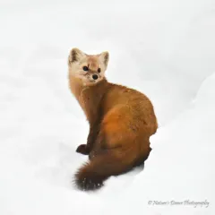 American Marten