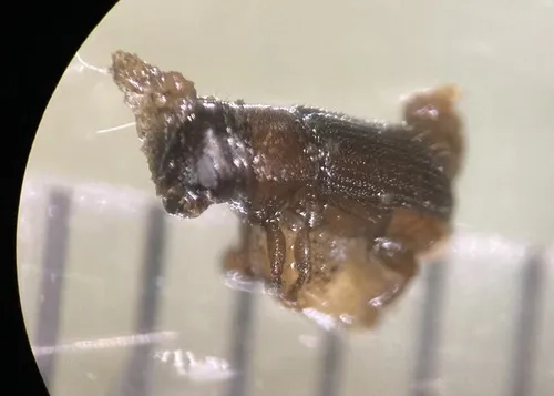 Southern Pine Beetle