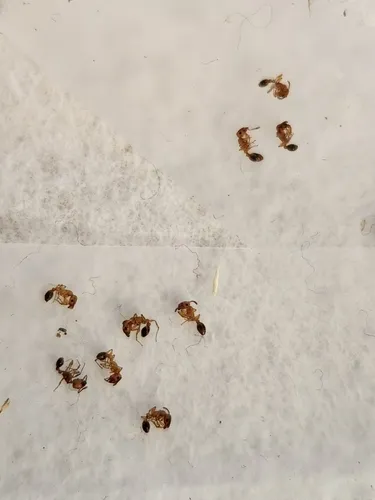 Bicolored Pennant Ant