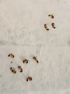 Bicolored Pennant Ant thumbnail 1