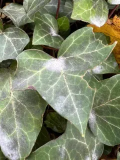 Pseudoidium araliacearum thumbnail 2