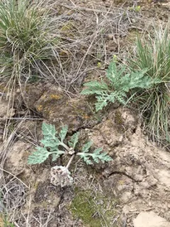 widewing springparsley thumbnail 4