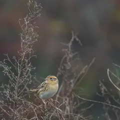 LeConte's Sparrow thumbnail 3