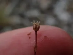 Snow Pearlwort thumbnail 3
