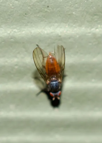 Tephrochlamys tarsalis