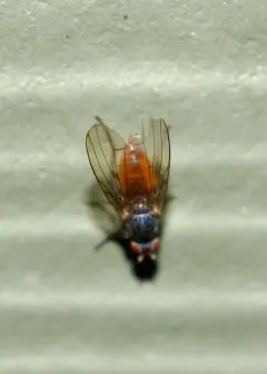 Tephrochlamys tarsalis thumbnail 1