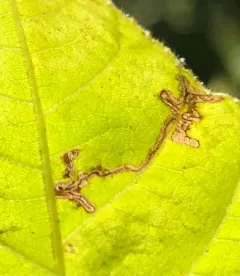 Stigmella juglandifoliella thumbnail 4