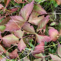 Iron River Dewberry thumbnail 1
