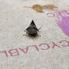 Sycamore Treehopper thumbnail 3