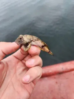 Arctic Hookear Sculpin thumbnail 1