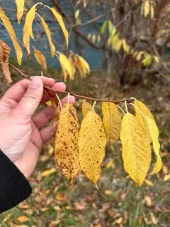 Manchurian Cherry thumbnail 2