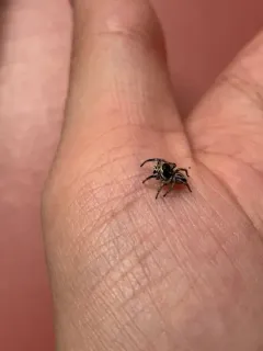 Habronattus tarsalis thumbnail 3
