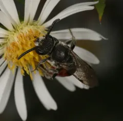 Davis's Cuckoo Sweat Bee thumbnail 3