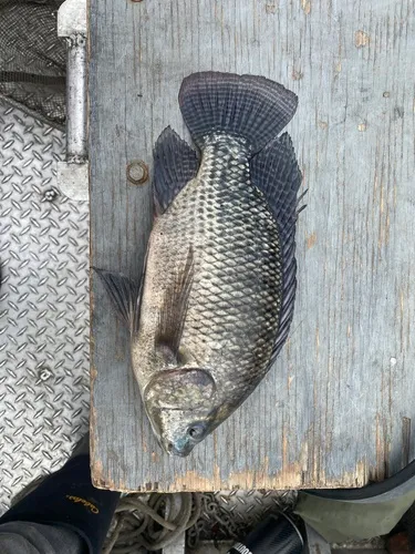 Nile Tilapia