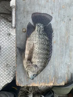 Nile Tilapia thumbnail 1