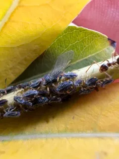 black willow aphid thumbnail 4