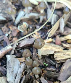 Psilocybe baeocystis thumbnail 3